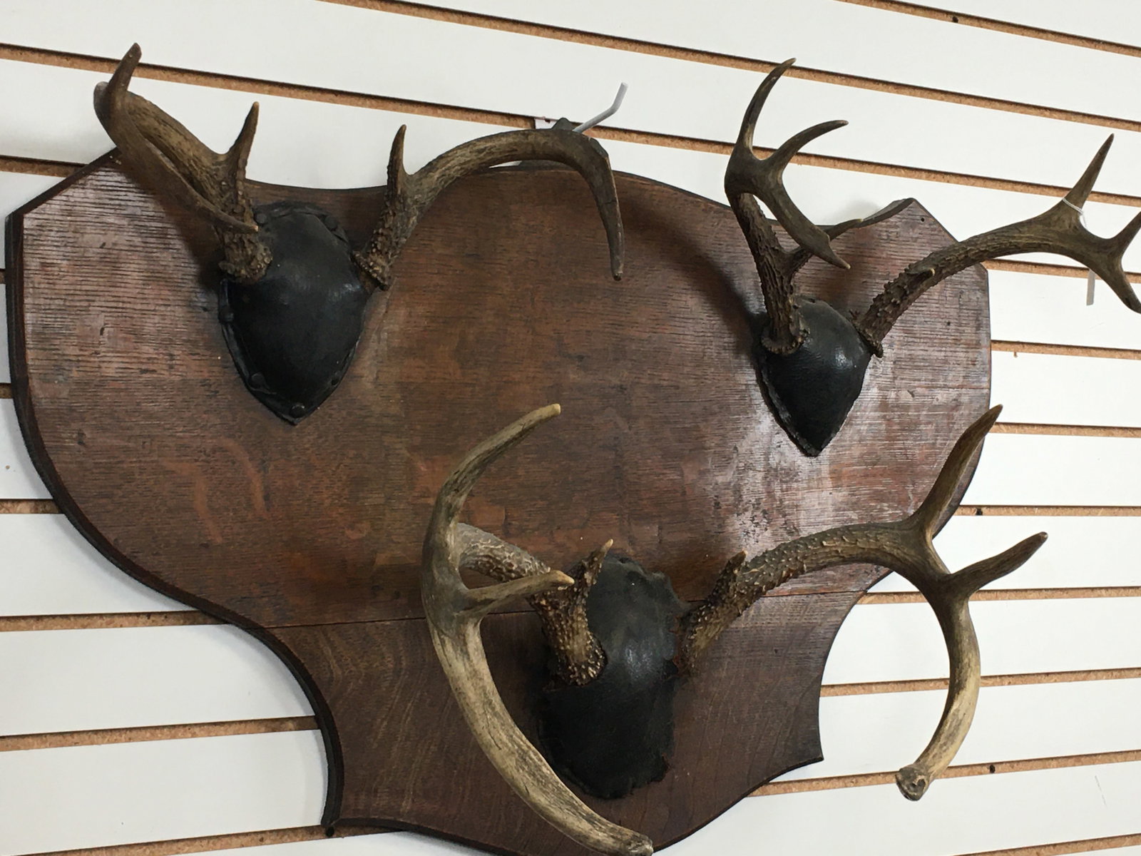 Deer Antler Mount Hat Rack - 2