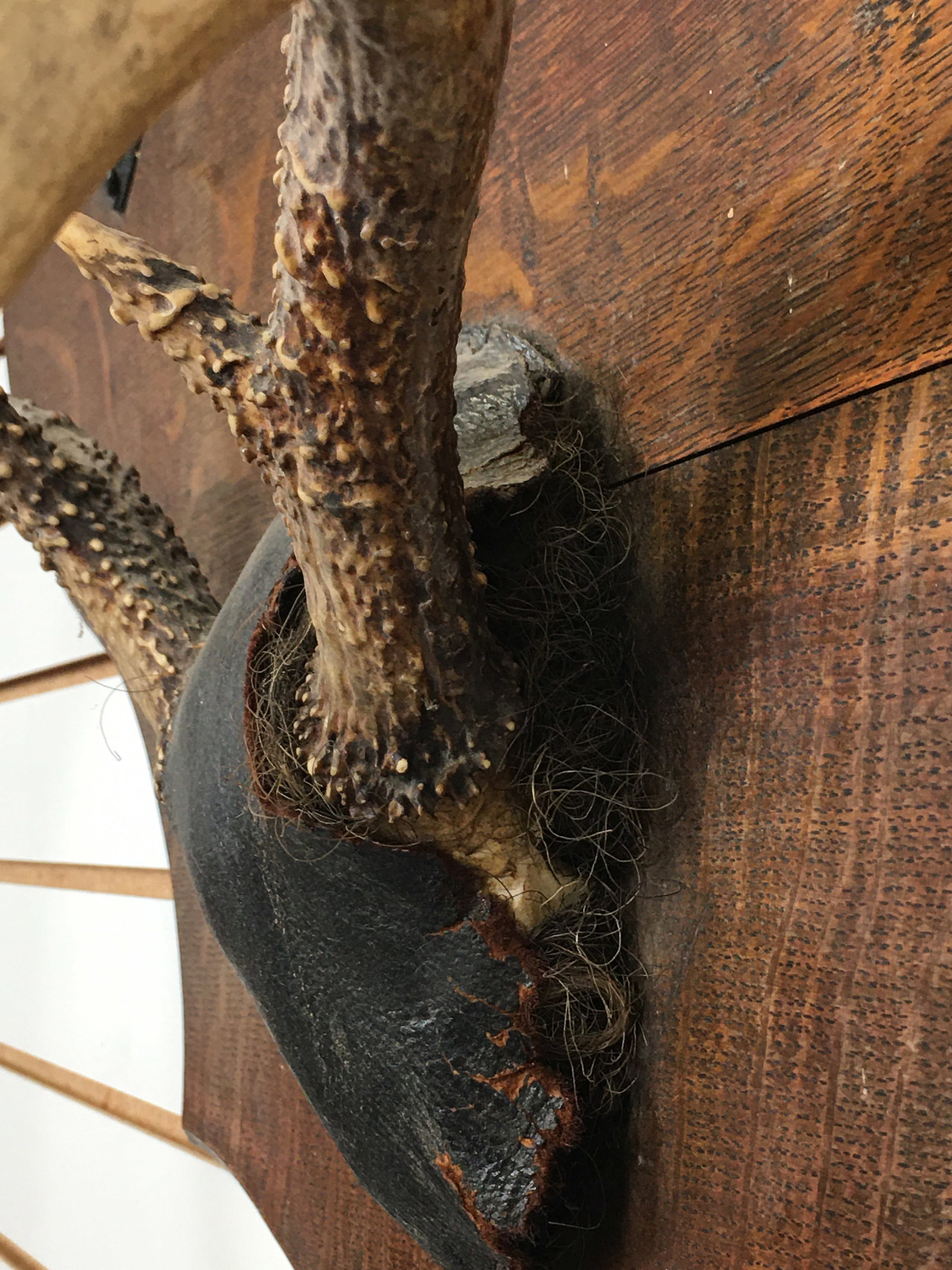 Deer Antler Mount Hat Rack - 4