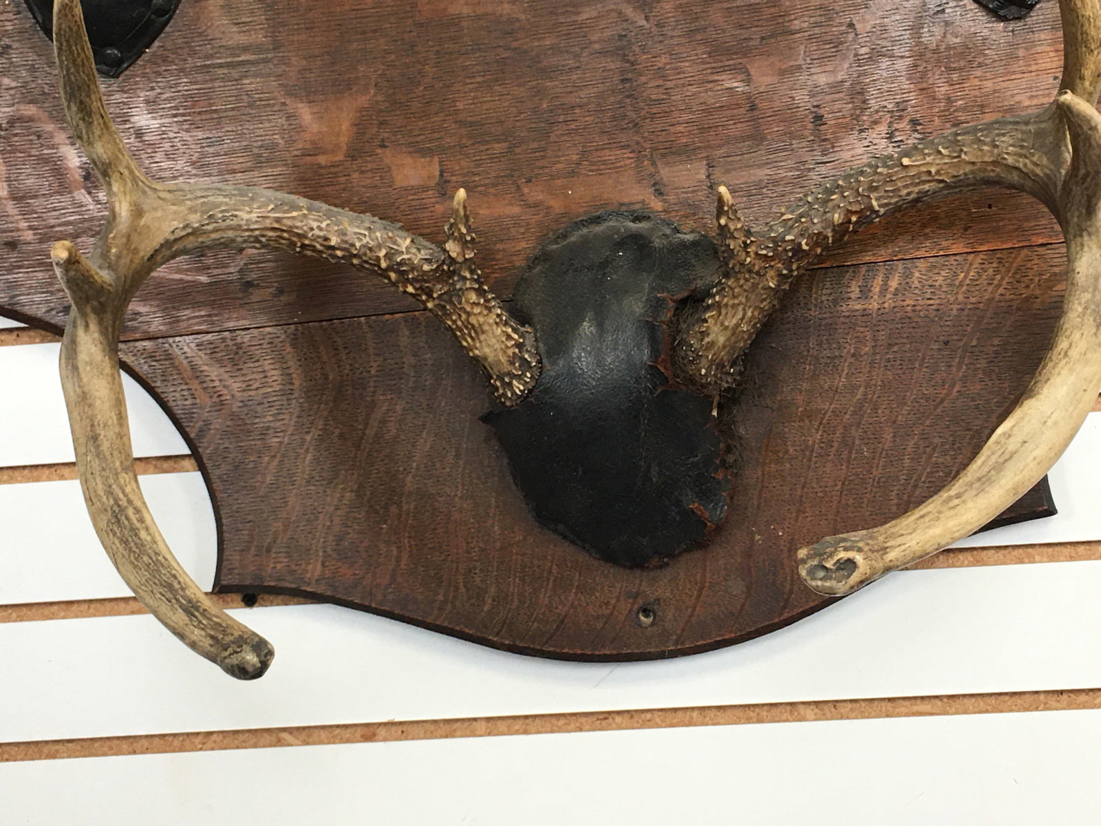 Deer Antler Mount Hat Rack - 6