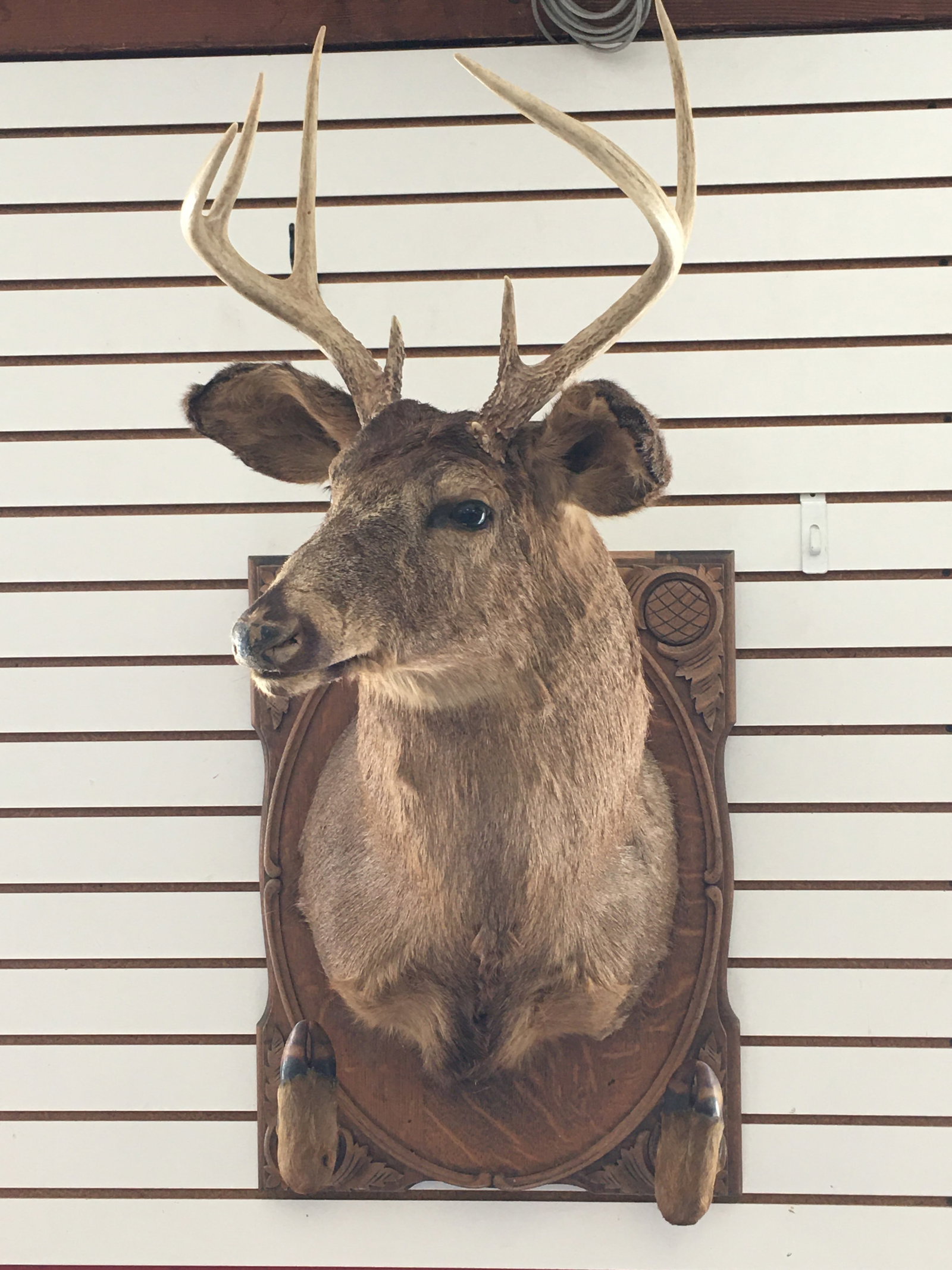 Whitetail Deer Mount Coat Rack (1 of 4)