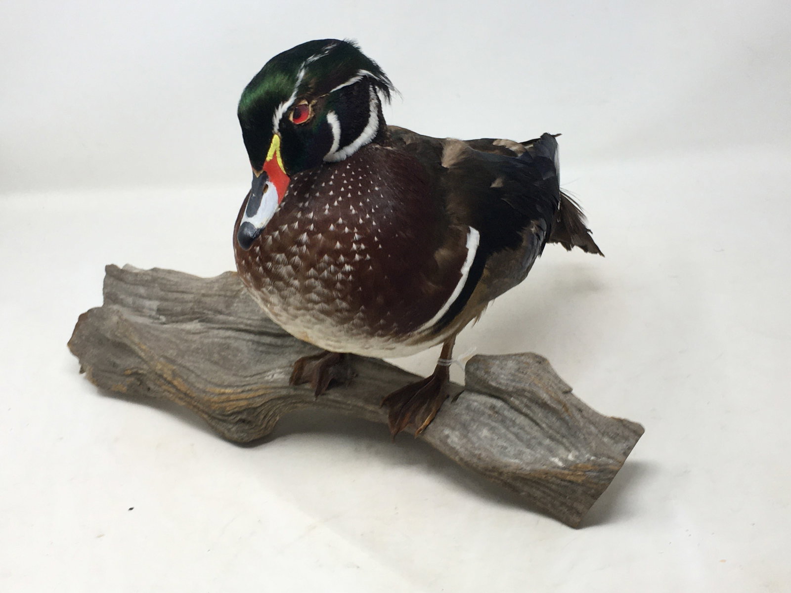 Drake Wood Duck Taxidermy Mount (1 of 4)
