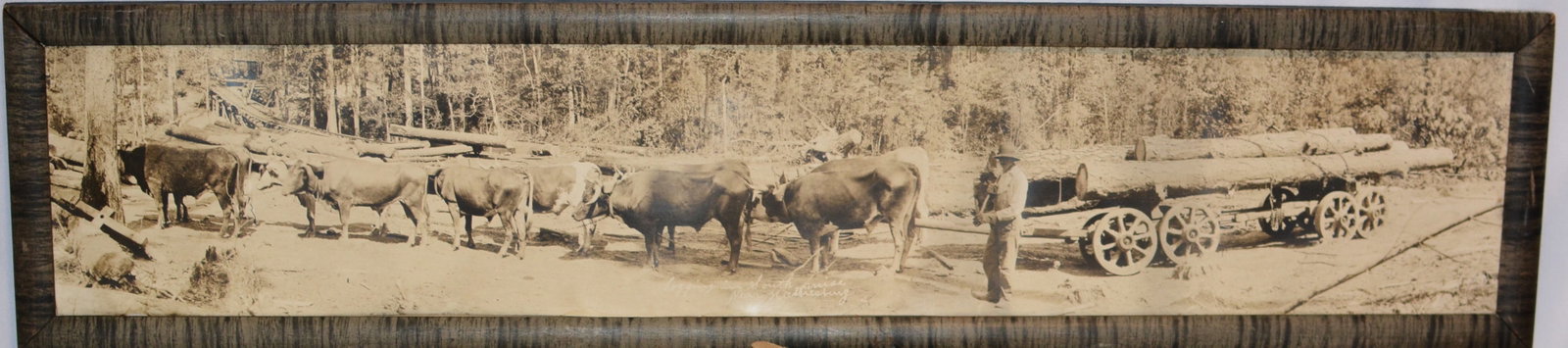 Early Panoramic "Yard Long" Logging Photograph ? Ox Team & Log Wagons: Early panoramic yard long photograph depicting an impressive logging operation with a large team of oxen pulling heavily loaded log wagons, accompanied by lumbermen. 36" X 8"
