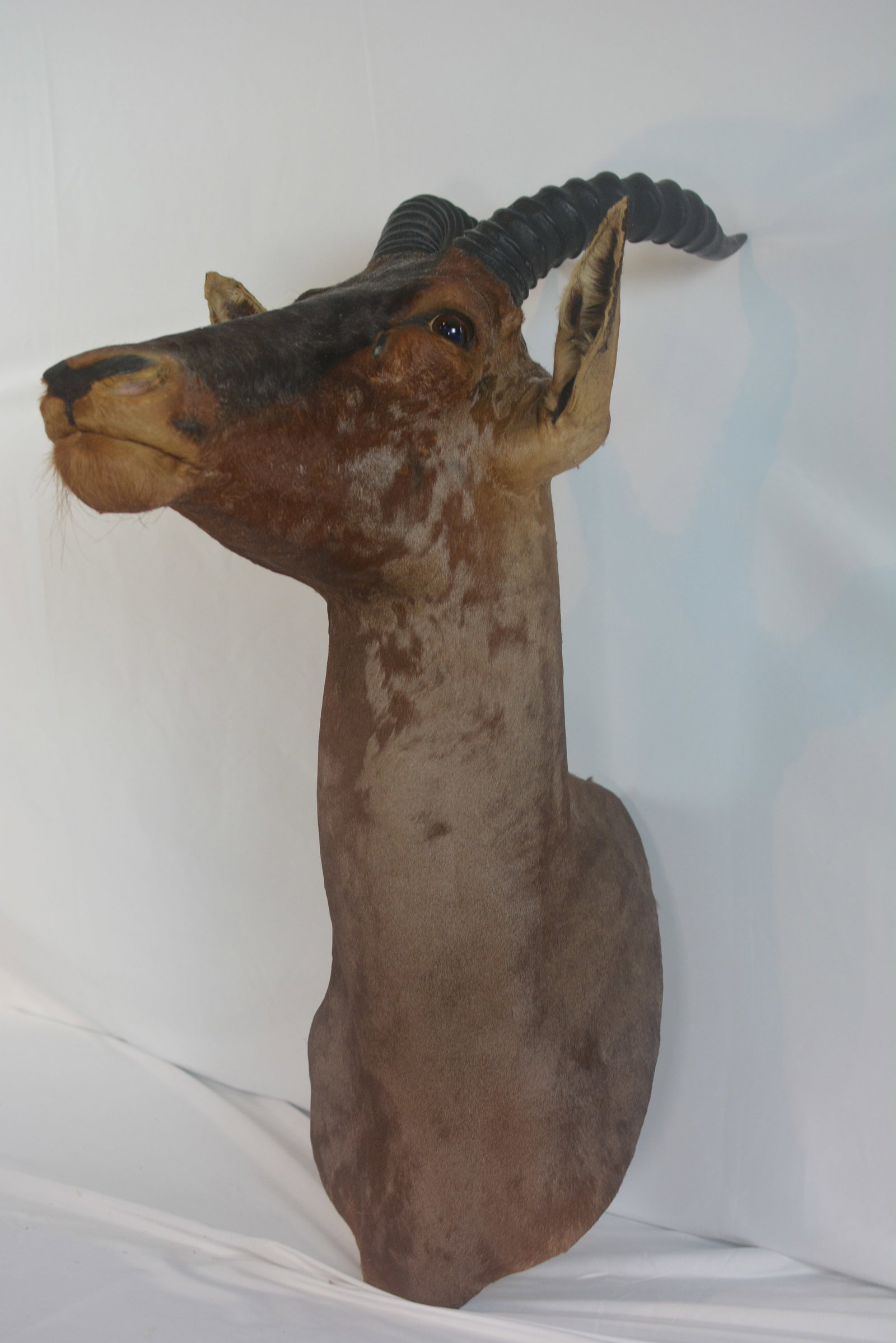 African Antelope Taxidermy Shoulder Mount (1 of 9)