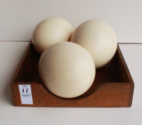 11. Lot of 3 old ostrich eggs and wood dove tailed box.: all one money