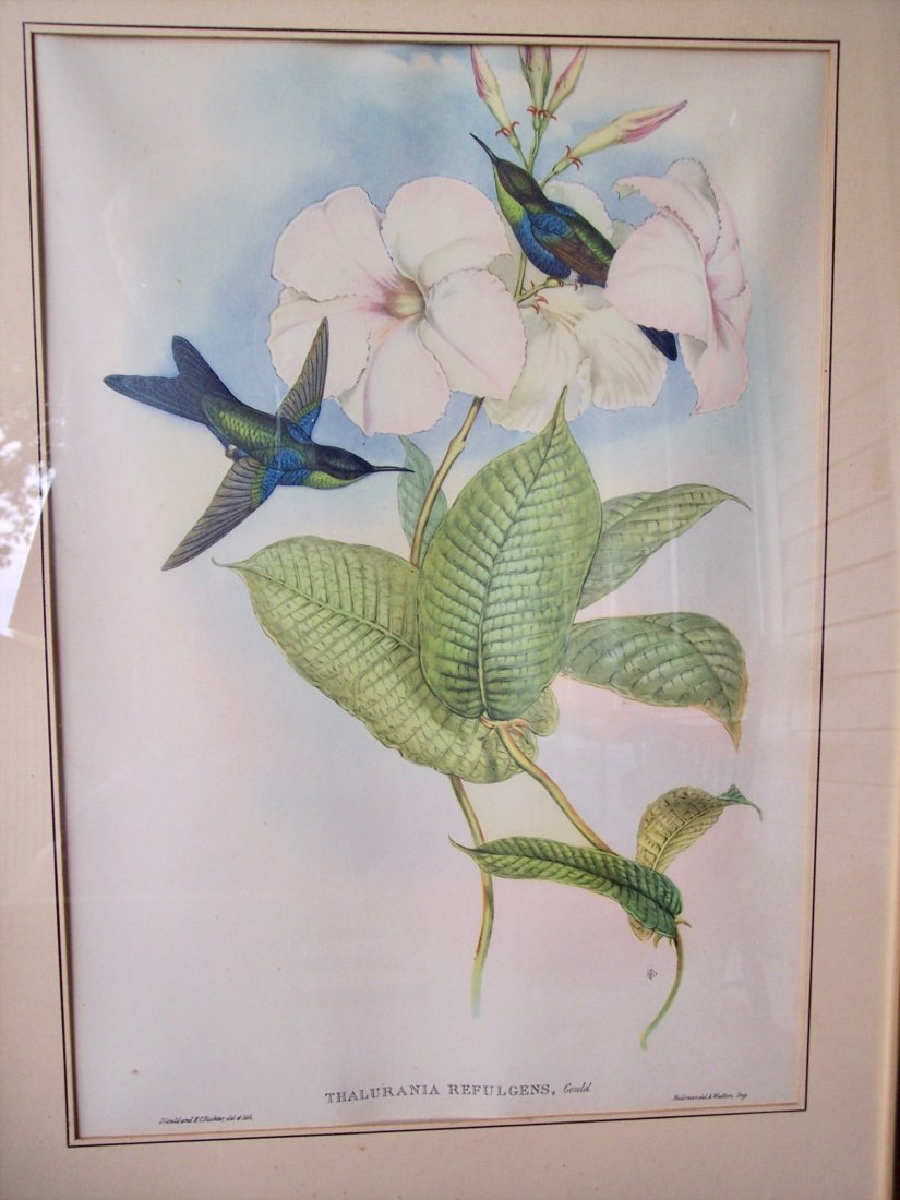 2 VINTAGE HAND COLORED BIRD LITHOGRAPHS BY J. GOULD (1 of 4)
