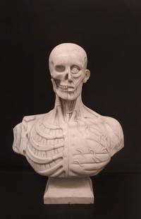 ANATOMICAL SCULPTURE: Bust of an anatomical man, life size, in Carrara marble, depicting the anatomy of the human bust, with half skull and half skinned, late 20th century, unknown author, finished in all its details.