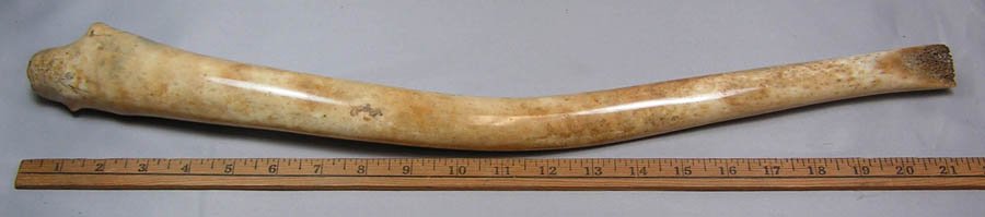Walrus Baculum Penile Bone