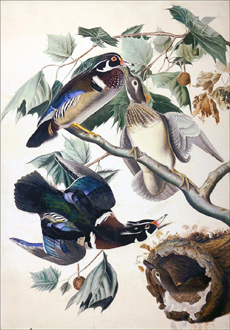 After John James Audubon (American, 1785-1851) Summer (1 of 1)