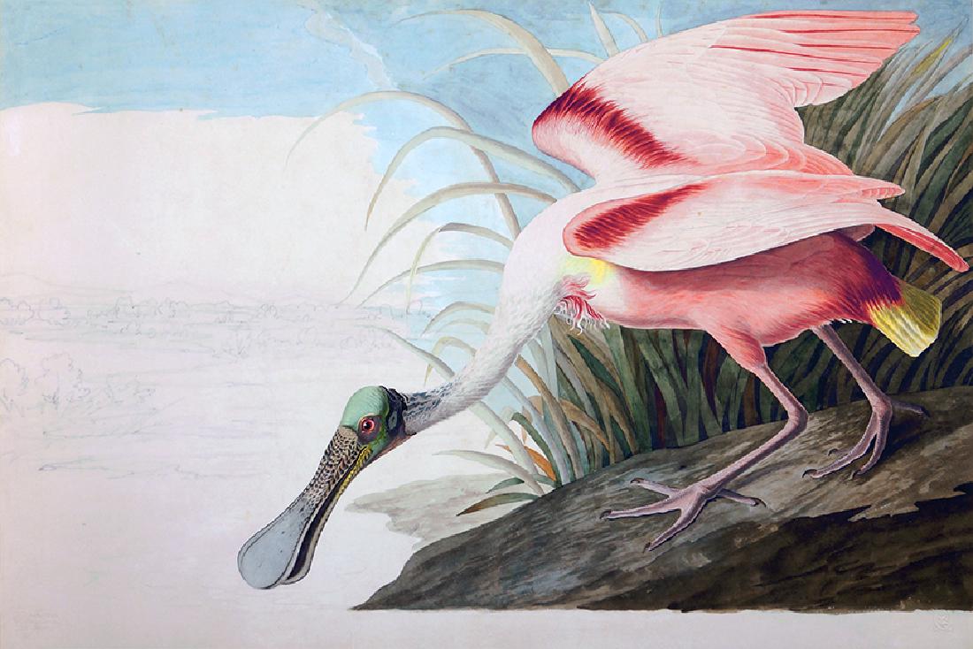After John James Audubon (American, 1785-1851) Roseate (1 of 1)