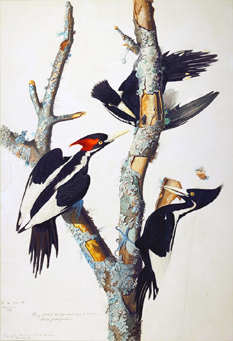 After John James Audubon (American, 1785-1851) (1 of 1)