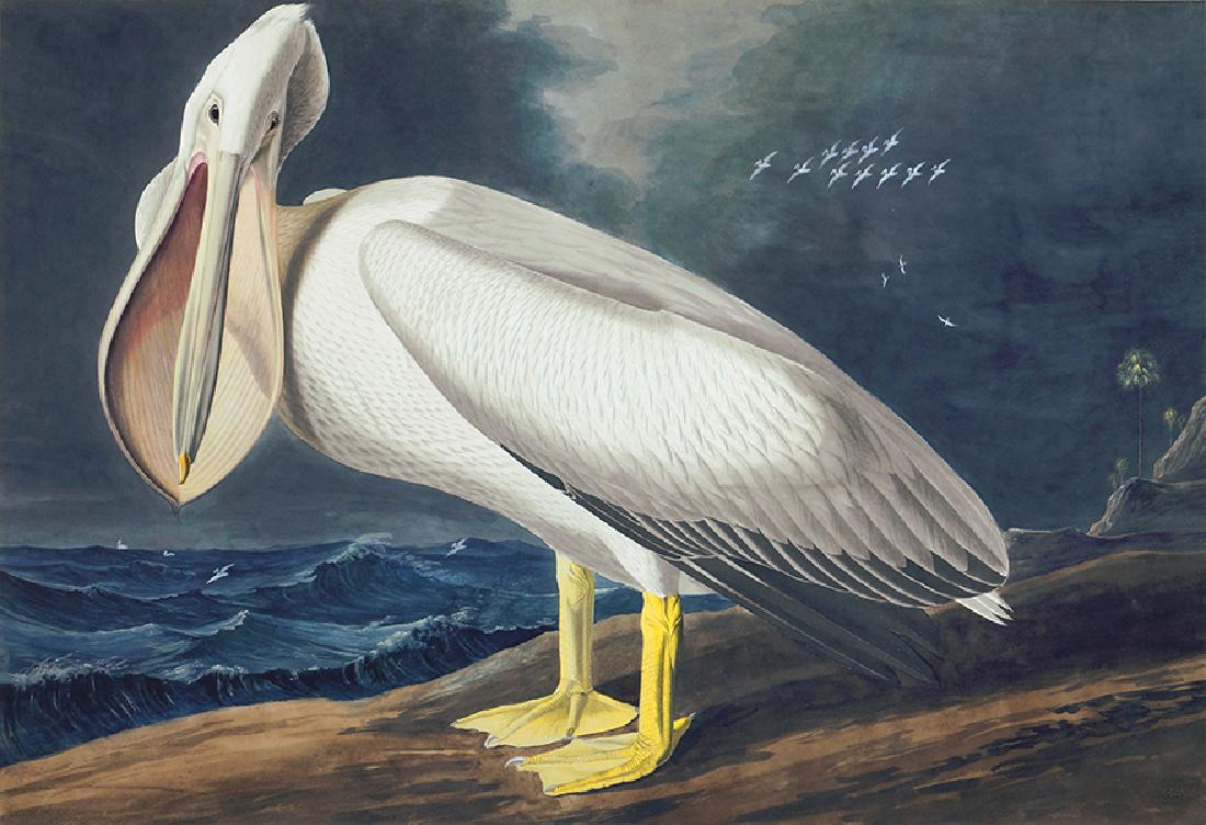 After John James Audubon (American, 1785-1851) White (1 of 1)