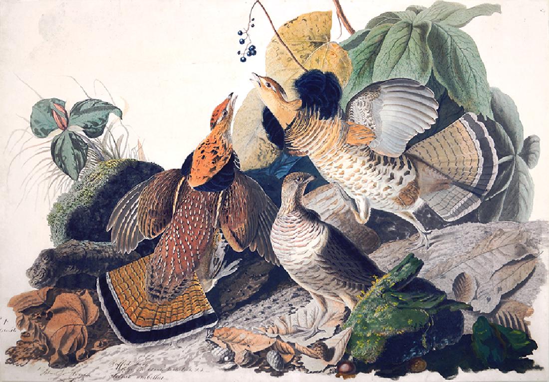 After John James Audubon (American, 1785-1851) Ruffed (1 of 1)