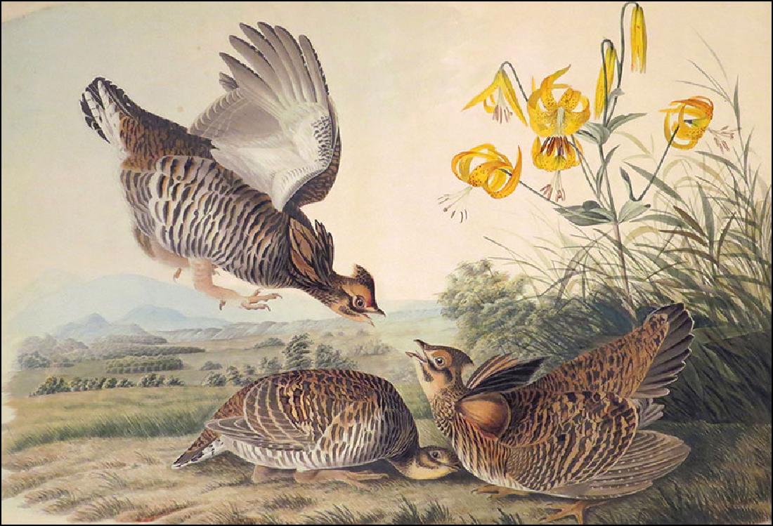 After John James Audubon (American, 1785-1851) Pinnated (1 of 1)