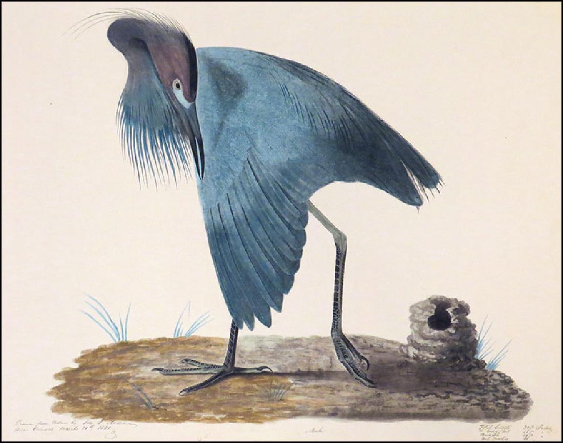 After John James Audubon (American, 1785-1851) Blue (1 of 1)