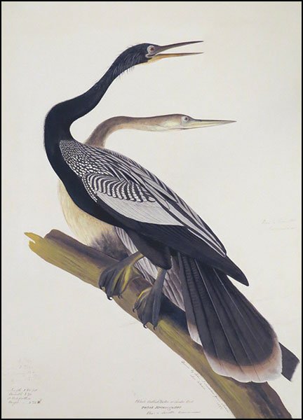 After John James Audubon (American, 1785-1851) Black: After John James Audubon (American, 1785-1851) Black Bellied Darter or Snake Bird (Anhinga), Plate 18.34. Facsimile giclee print, edition 19/200. From The New-York Historical Society's Edition "Audubo