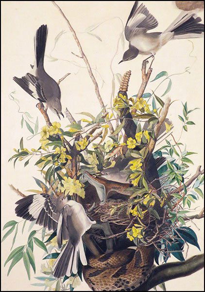 After John James Audubon (American, 1785-1851) Mocking (1 of 1)