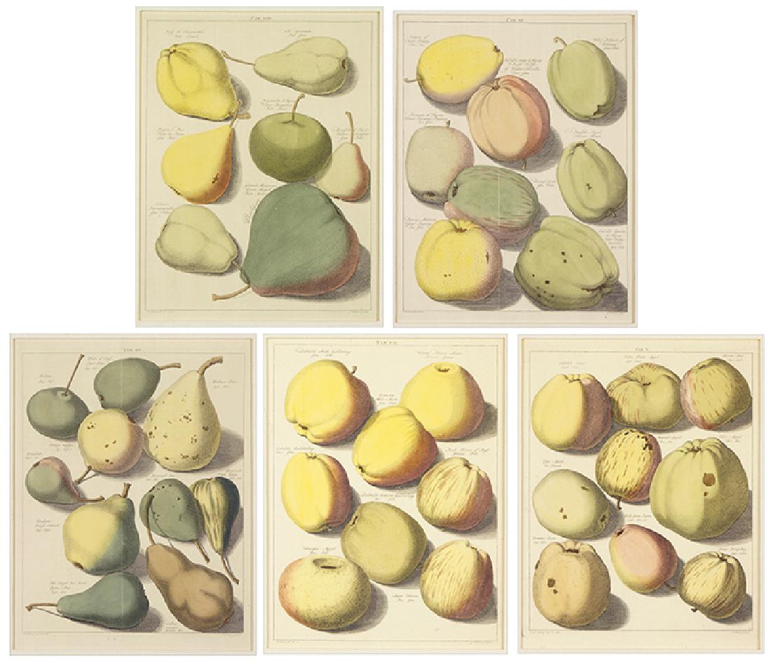 After J.H. Knoop (Dutch, 18th Century) Five Plates from (1 of 1)