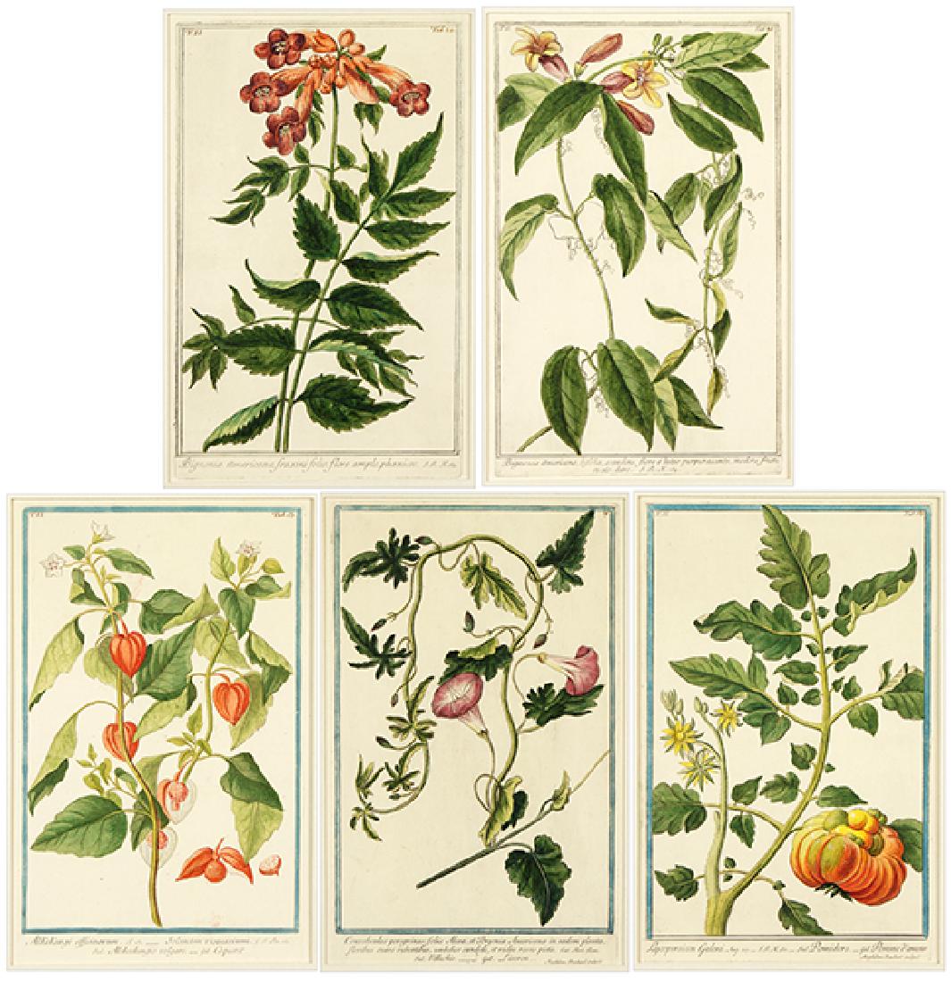Magdalena Bouchard (Italian, 18th Century) Botanicals. (1 of 1)