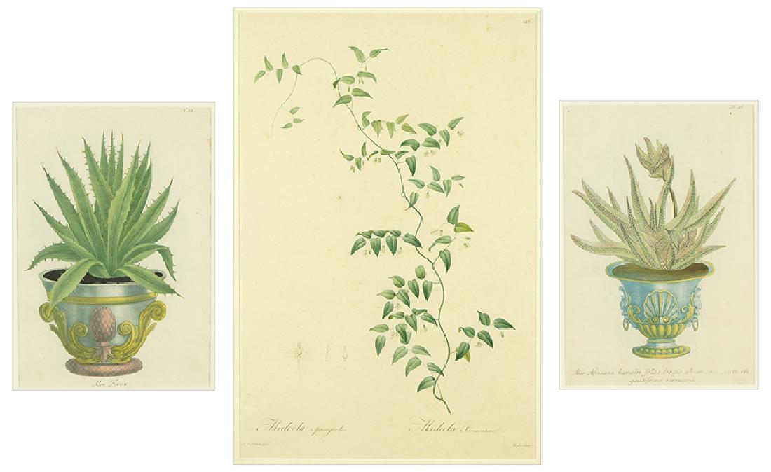 After Pierre-Joseph Redoute (French, 1759-1840) (1 of 1)