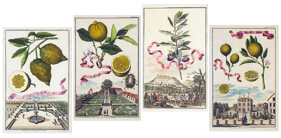 After Johann Christoph Volkamer (German, 1644-1720) (1 of 1)