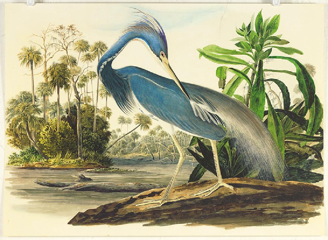After John James Audubon (American, 1785-1851) (1 of 1)