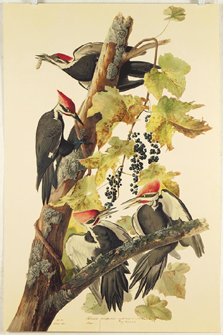 After John James Audubon (American, 1785-1851) Pileated (1 of 1)