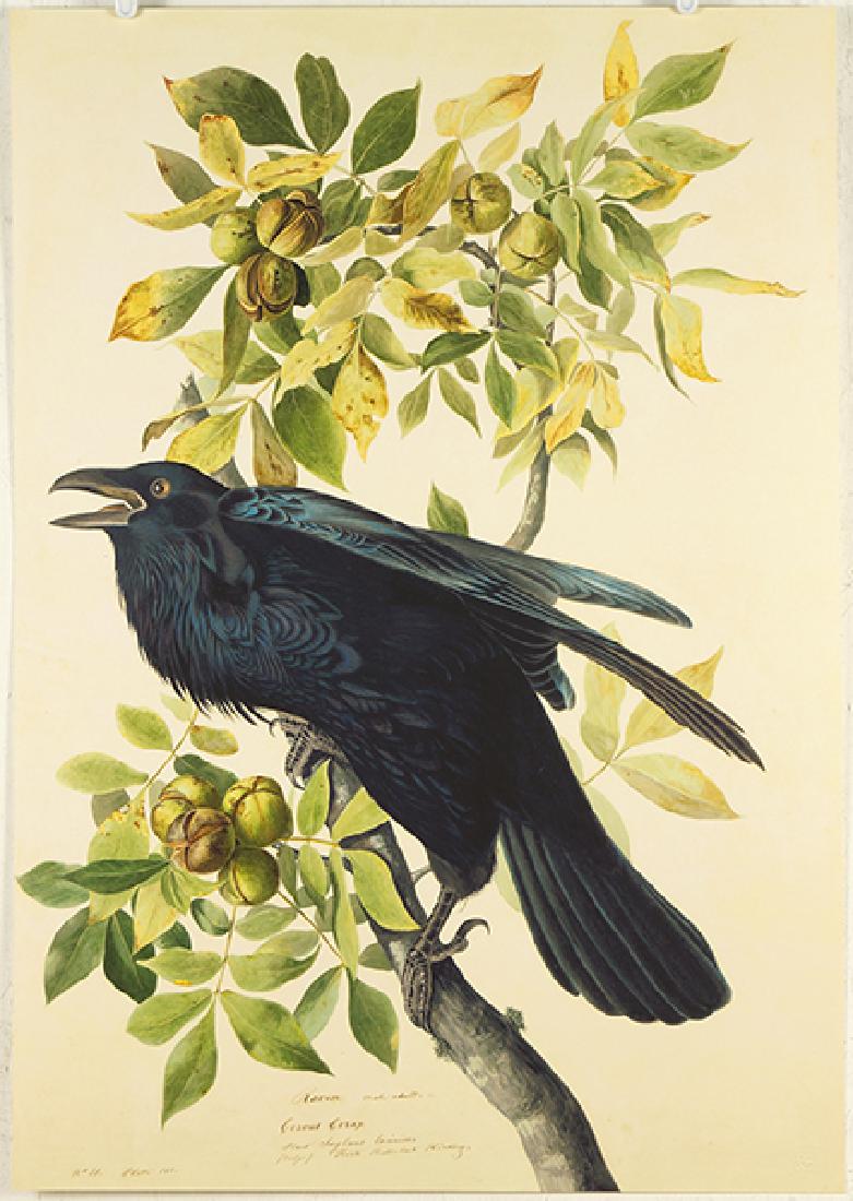 After John James Audubon (American, 1785-1851) Raven. (1 of 1)