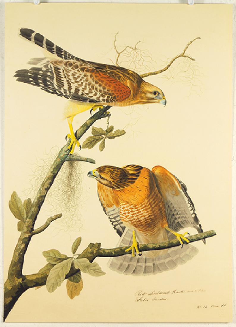 After John James Audubon (American, 1785-1851) Red (1 of 1)