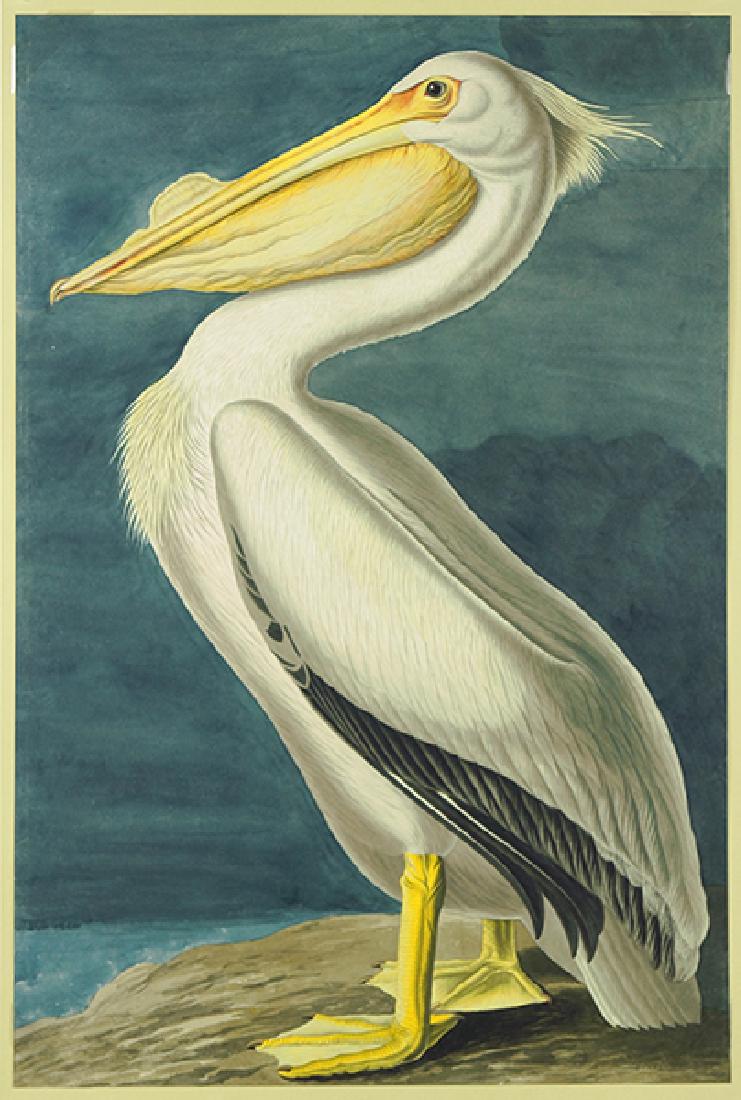 After John James Audubon (American, 1785-1851) American (1 of 1)