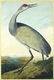 After John James Audubon (American, 1785-1851) Hooping