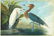 After John James Audubon (American, 1785-1851) Reddish