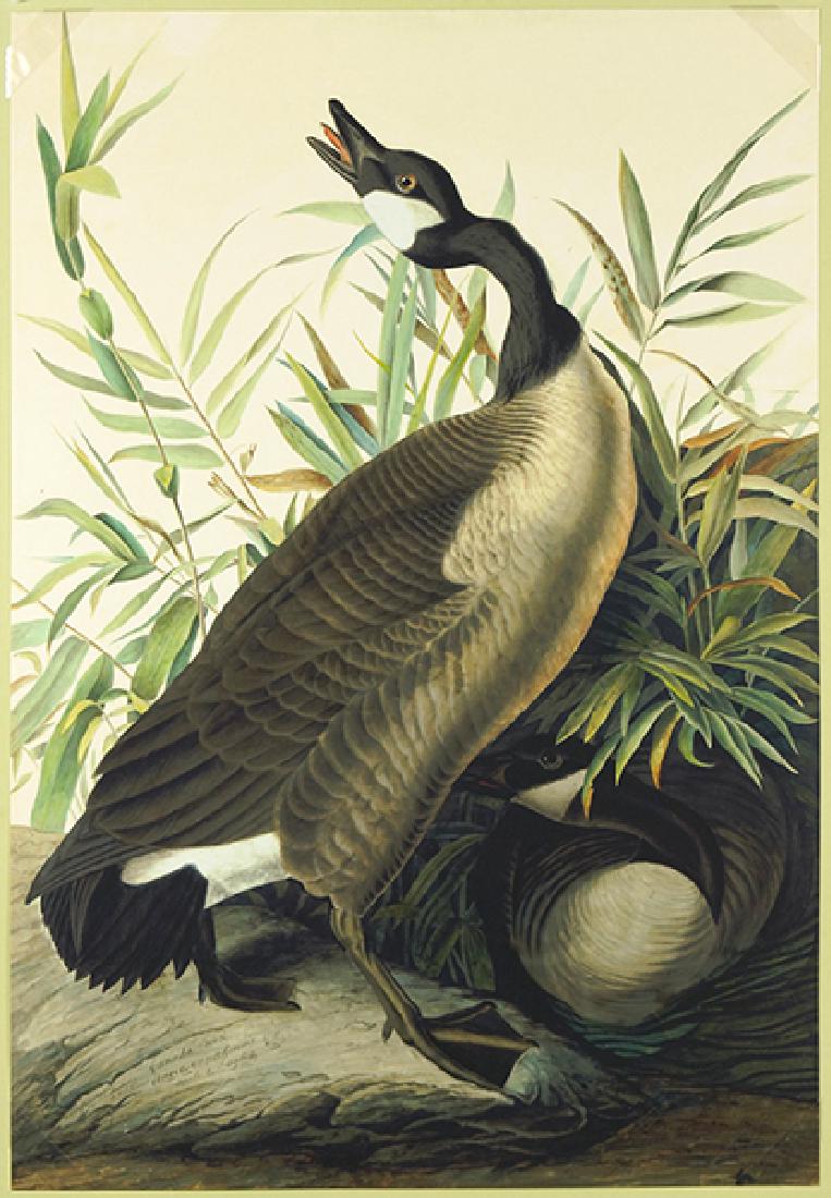 After John James Audubon (American, 1785-1851) Canada (1 of 1)