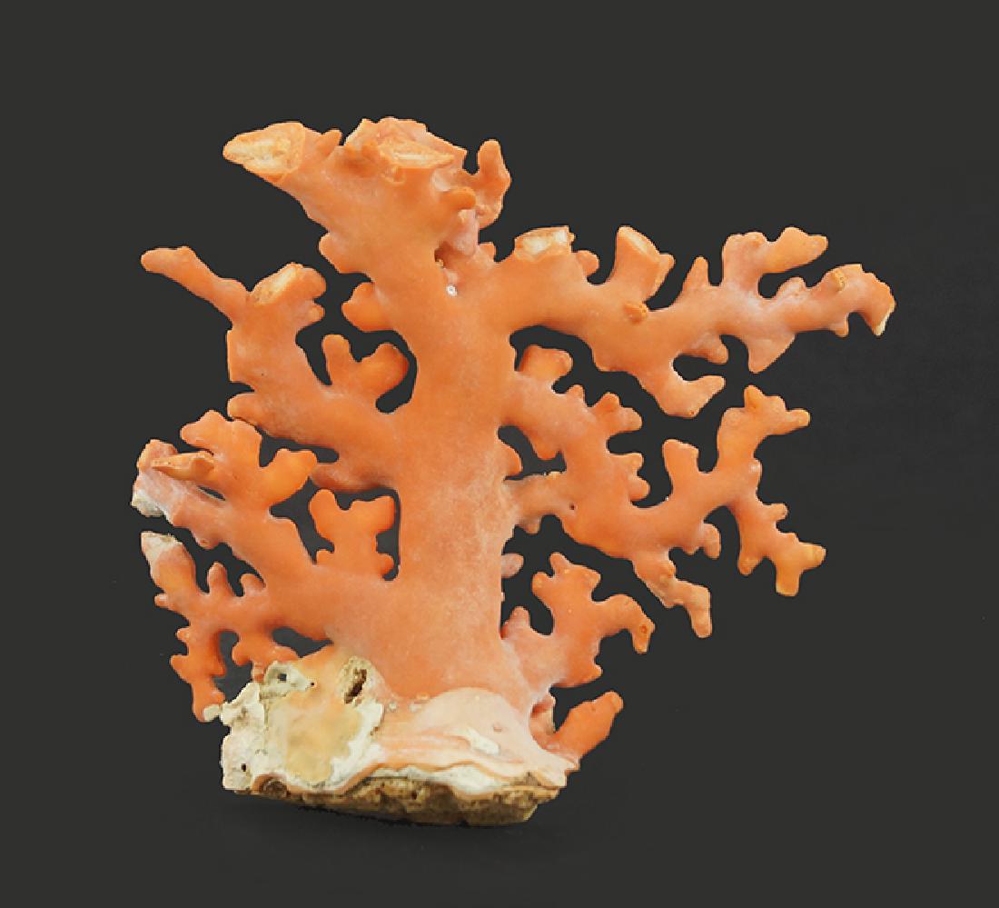 An Unmounted Coral Specimen.: An Unmounted Coral Specimen. 3.5" x 4"