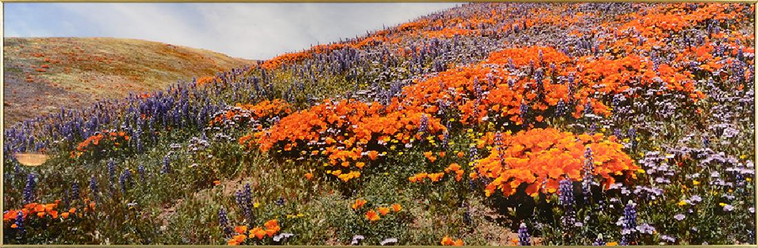 Artist Unknown (Contemporary) Poppies. (1 of 2)