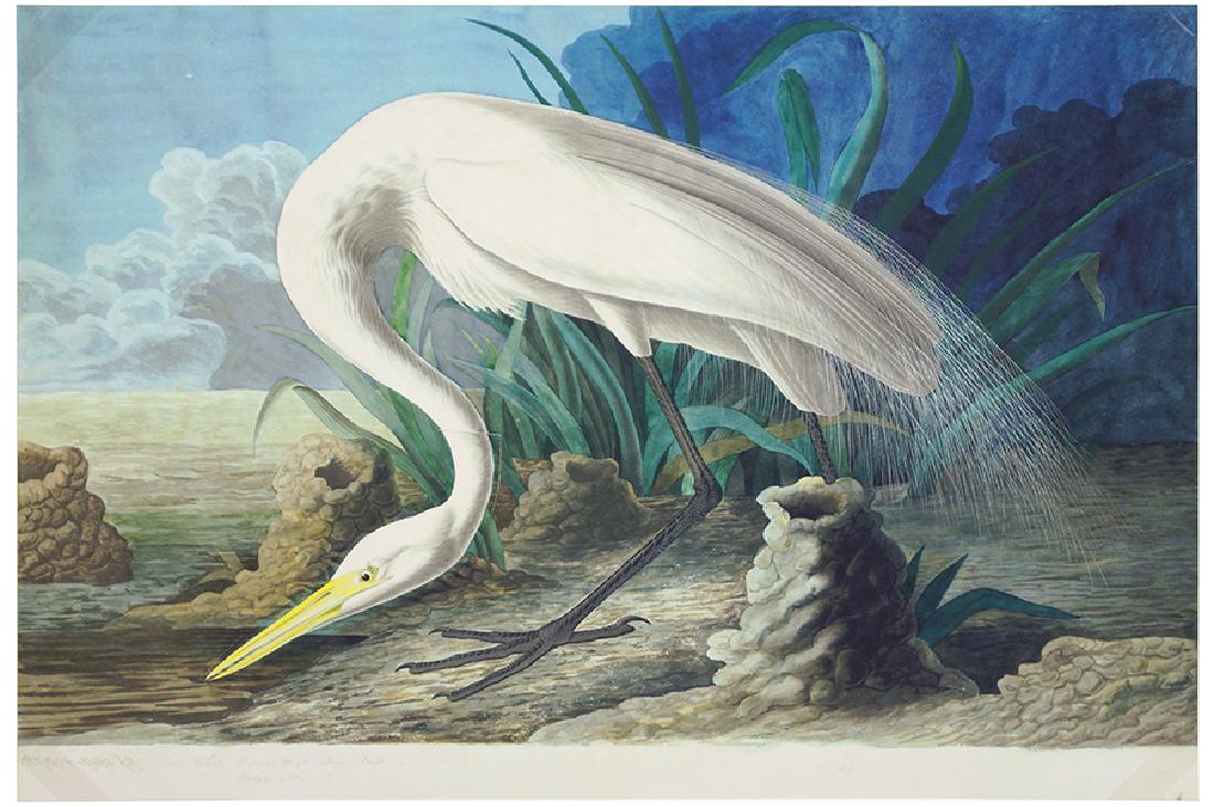 After John James Audubon (American, 1785-1851) White (1 of 1)