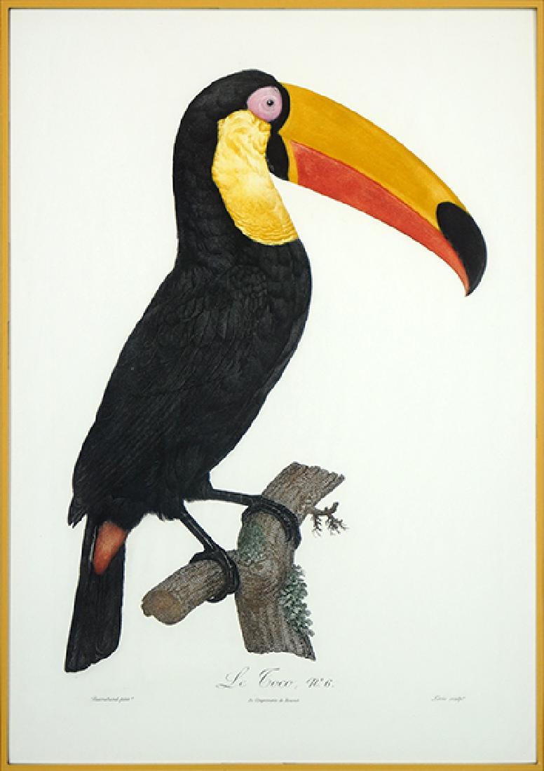 Jacques Barraband (French, 1767-1809) Le Toco #6. (1 of 1)