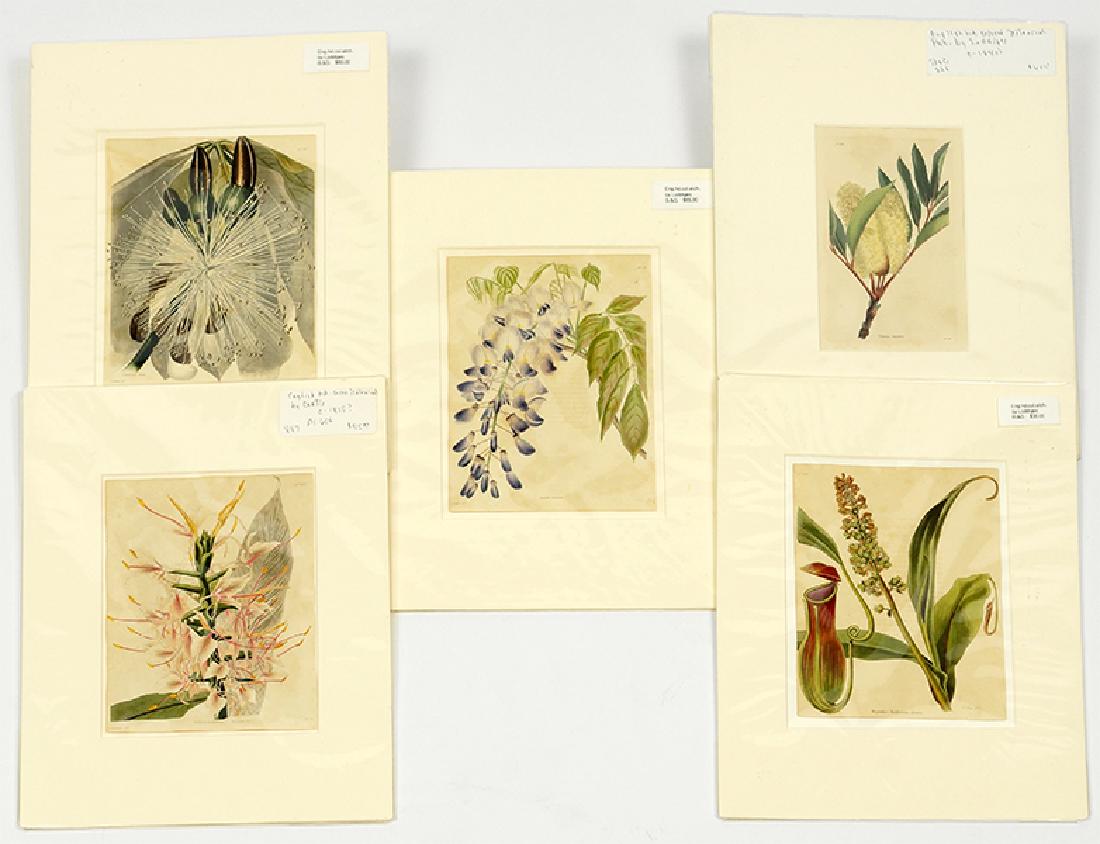 Five English Loddiges Hand Colored Botanical Etchings. (1 of 1)