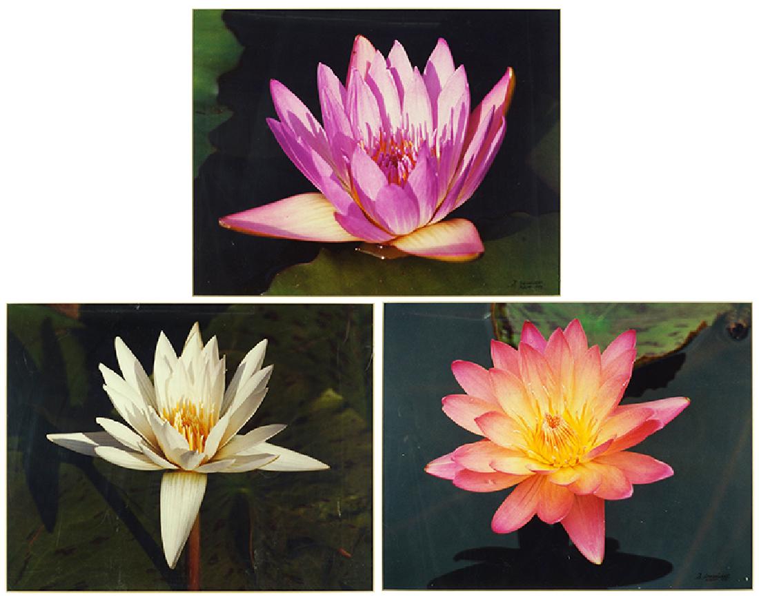 Schlesinger (American, 20th Century) Water Lilies. (1 of 1)