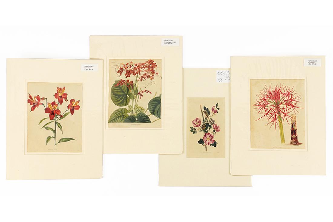 A Collection of Loddiges Hand Colored Botanical (1 of 1)