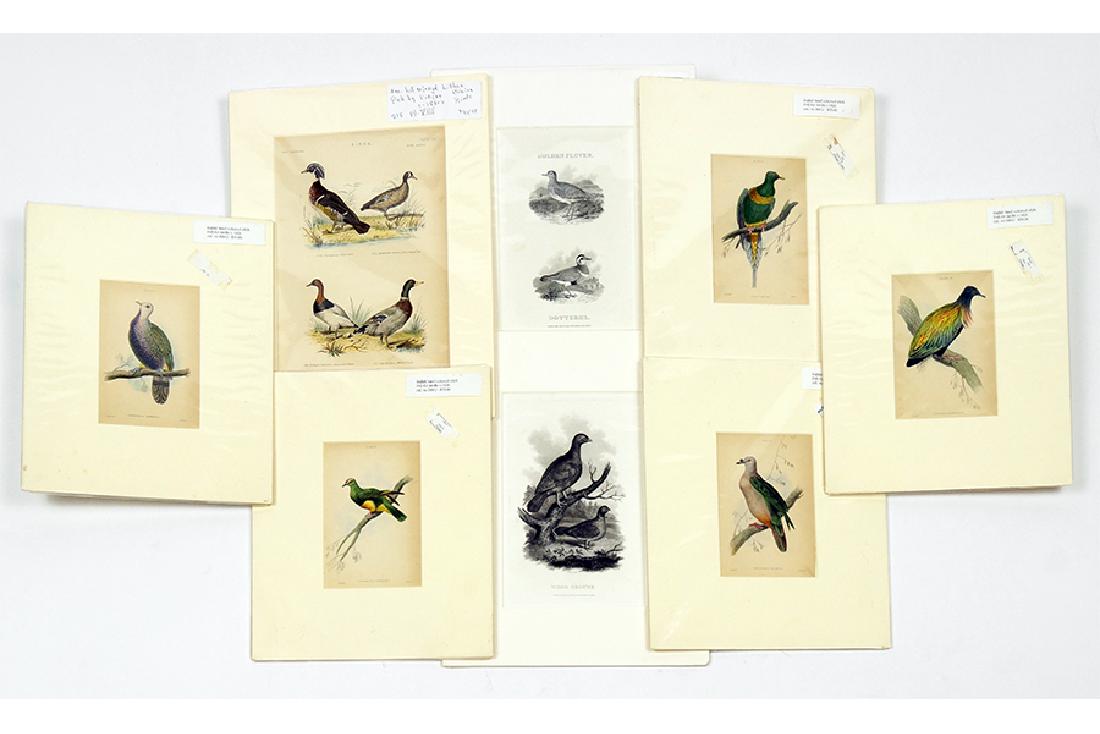 A Collection of Five English Ornithological Prints. (1 of 1)