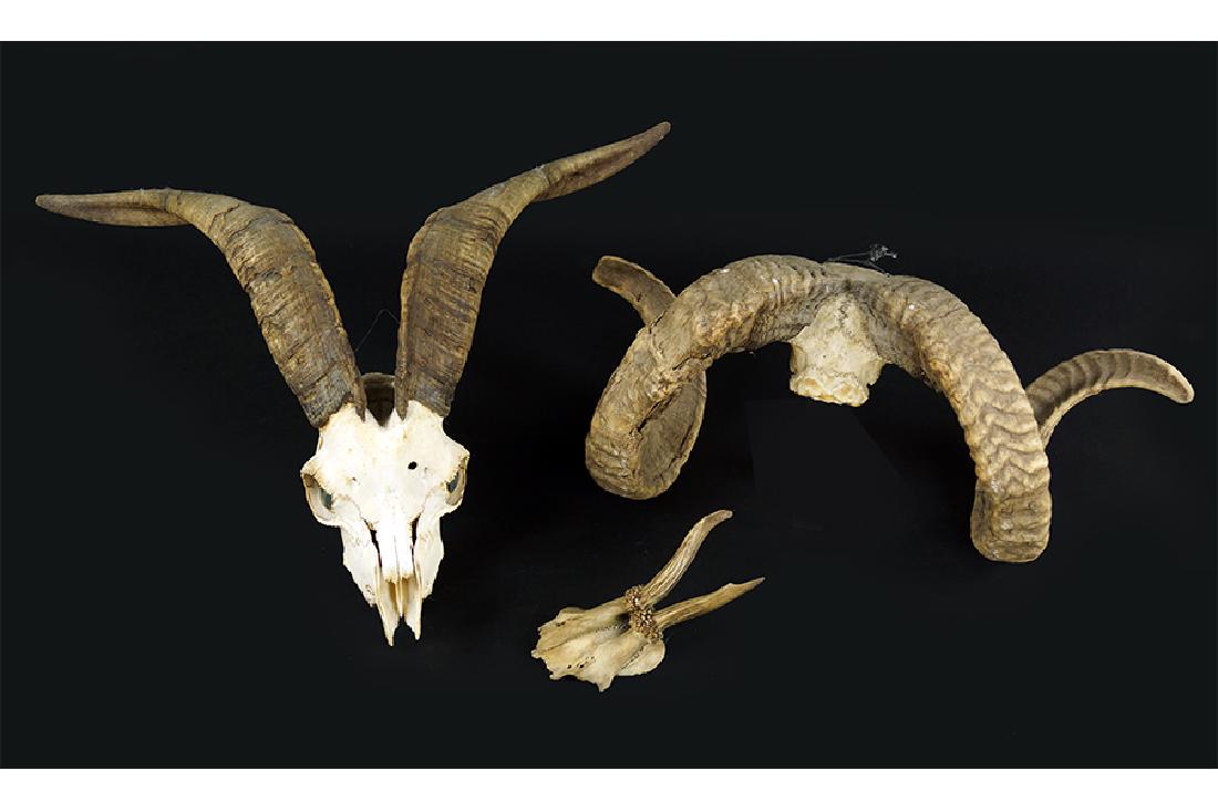 A Collection of Taxidermy Skulls. (1 of 1)