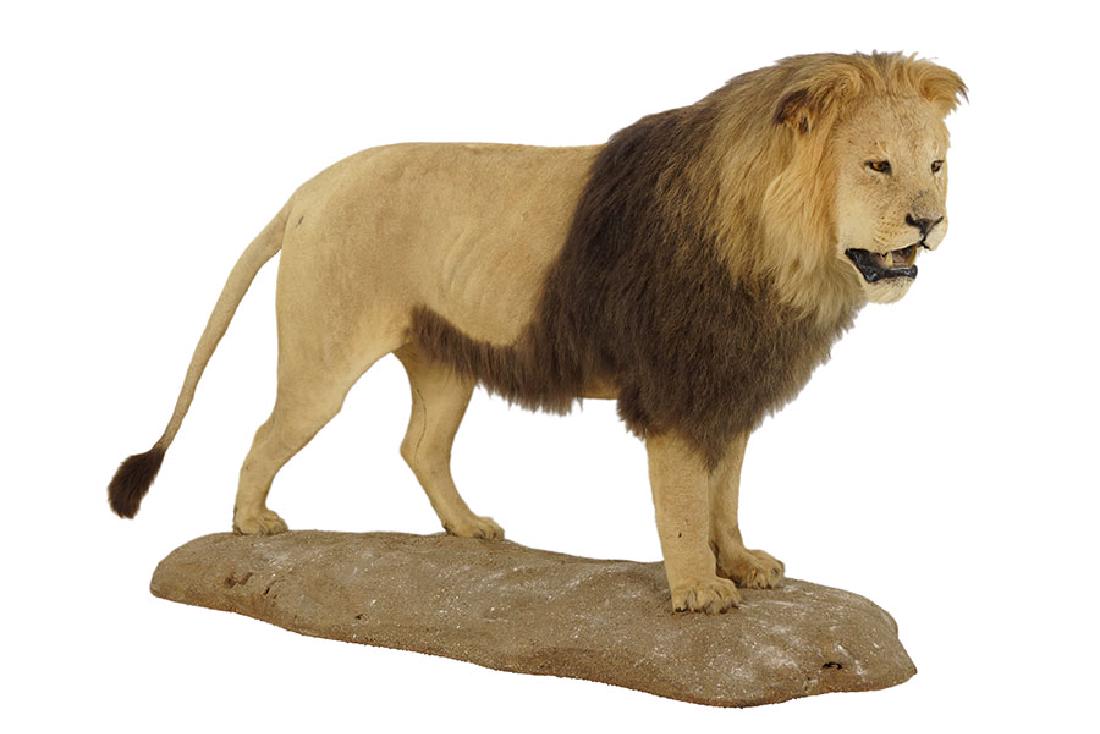 A Full Mount Taxidermy Lion. (1 of 2)