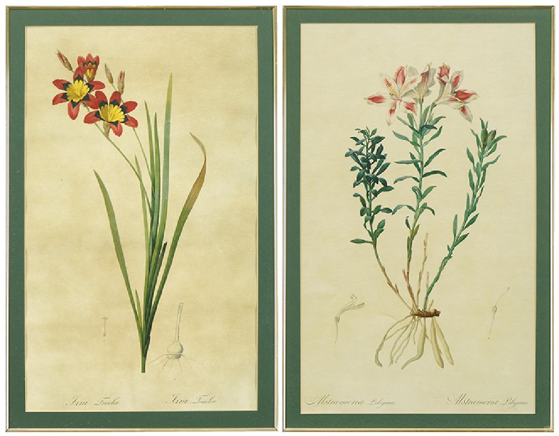 After Pierre-Joseph Redoute (Belgian, 1759-1840) (1 of 1)