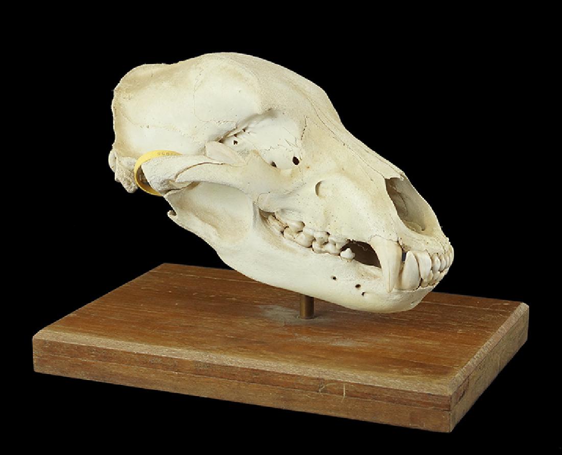 A Grizzly Bear Skull.: A Grizzly Bear Skull. Mounted on a wood display stand Skull: 8" x 14.5" x 8" With stand: 11.5"15" x 10"x 10" x 15"