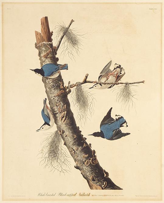 John James Audubon (American, 1785-1851) White-Breasted: John James Audubon (American, 1785-1851) White-Breasted Black-Capped Nuthatch. Hand-colored aquatint dated to 1832, Plate CLII of 'Birds of America', engraved by Robert Havell, unframed 26" x 20.75" S