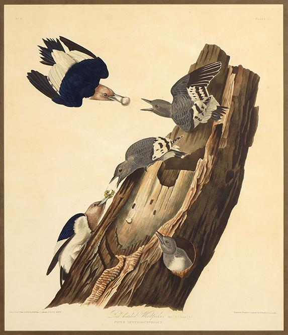 John James Audubon (American, 1785-1851) Red-Headed: John James Audubon (American, 1785-1851) Red-Headed Woodpecker. Hand-colored aquatint, Plate 27 of 'Birds of America', engraved by Robert Havell, with watermark 'J Whatman / 1830'. Provenance: Holman'