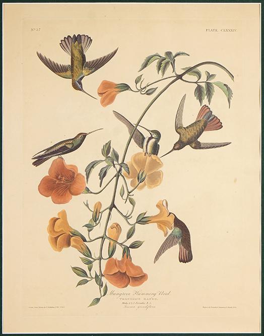John James Audubon (American, 1785-1851) Mangrove: John James Audubon (American, 1785-1851) Mangrove Hummingbird. Hand-colored aquatint dated to 1833, Plate CLXXXIV of 'Birds of America', engraved by Robert Havell, with watermark 'J Whatman / 1833' 18