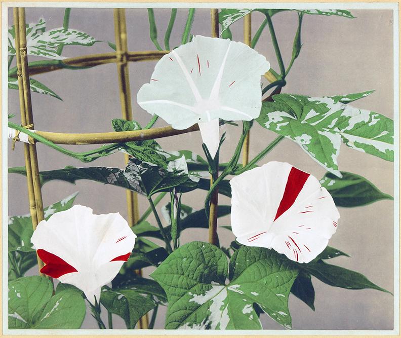 Kazumasa Ogawa (Japanese, 1860-1929) Flowers.: Kazumasa Ogawa (Japanese, 1860-1929) Flowers. Collotype, 1896. Provenance: Charles Schwartz Ltd., New York Sight: 8.5" x 10.5" Frame: 12" x 16.5"