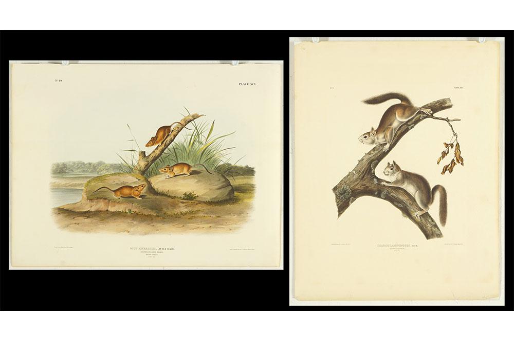 John James Audubon (American, 1785-1851) Two (1 of 3)