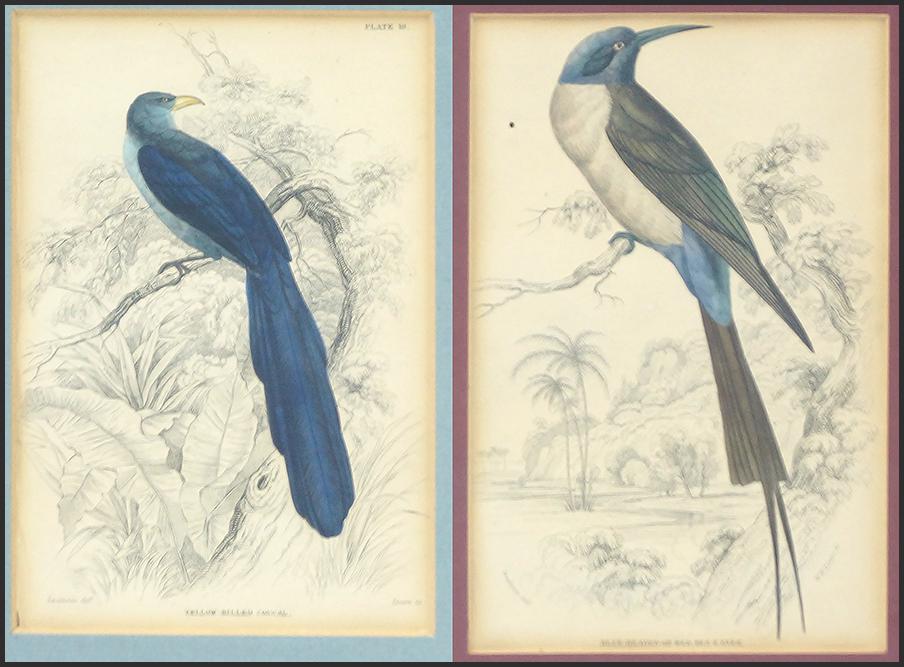 Two 19th Century Hand-Colored Prints of Birds. (1 of 2)